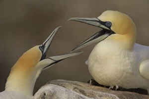 Images Dated 21st May 2008: Northern gannets (Morus bassanus) fighting, Saltee Islands, Ireland, May 2008