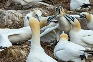 Rival Prints: Northern gannets (Morus bassanus) fighting in the colony