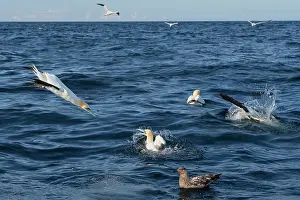 Shetland Prints: Northern gannets (Morus bassanus) fishing with a Great skua (Stercorarius skua) in foreground