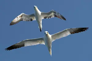 Underside Prints: Two Northern gannets (Morus bassanus) in flight