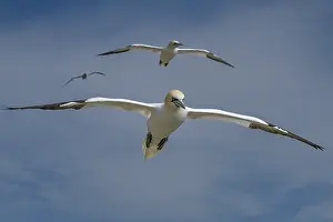 Three Animals Prints: Northern gannets (Morus bassanus) in flight