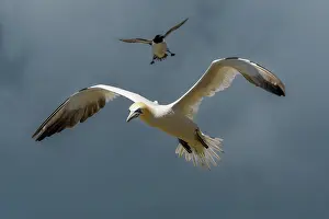 Low Angle View Prints: Two Northern gannets (Morus bassanus) in flight