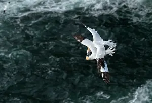 Elevated View Prints: Two Northern gannets (Morus bassanus) in flight entwined in mortal combat over the nesting colony