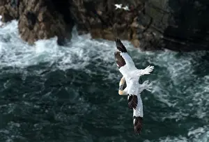 Elevated View Prints: Two Northern gannets (Morus bassanus) in flight entwined in mortal combat over the nesting colony