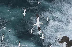 Elevated View Prints: Northern gannets (Morus bassanus) in flight in Force 8 gales above raging seas