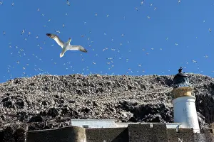 Low Angle View Prints: Northern gannets (Morus bassanus) in flight over lighthouse at nesting colony on Bass Rock