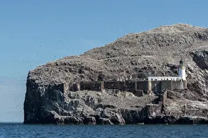 Suliformes Prints: Northern gannets (Morus bassanus) in flight over lighthouse at nesting colony on Bass Rock