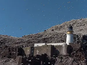 Suliformes Prints: Northern gannets (Morus bassanus) in flight over lighthouse at nesting colony on Bass Rock