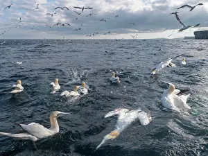 Shetland Prints: Northern gannets (Morus bassanus) flock fishing