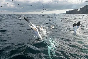 Shetland Prints: Northern gannets (Morus bassanus) flock fishing