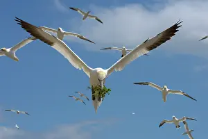 Low Angle View Prints: Northern gannets (Morus bassanus) flock in flight