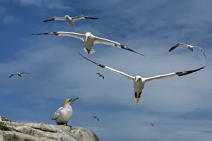 Low Angle View Prints: Northern gannets (Morus bassanus) flock in flight
