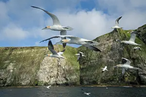 Nature Reserve Prints: Northern gannets (Morus bassanus) flock in flight around coastal cliffs