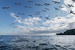 Shetland Prints: Northern gannets (Morus bassanus) flock in flight over sea