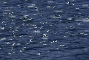 Images Dated 19th June 2009: Northern gannets (Morus bassanus) flying low over the sea, North Atlantic, June 2009