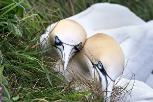Suliformes Prints: Two Northern gannets (Morus bassanus) gathering grass for nesting
