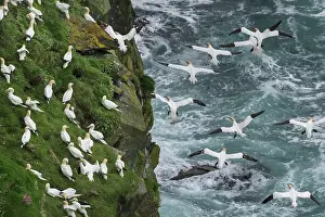 Collecting Prints: Northern gannets (Morus bassanus) grass-gathering