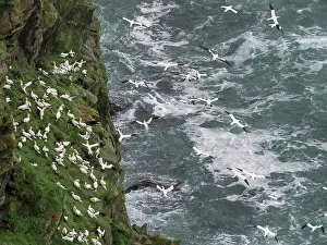 Collecting Prints: Northern gannets (Morus bassanus) grass-gathering