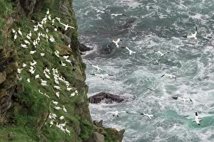 Collecting Prints: Northern gannets (Morus bassanus) grass-gathering