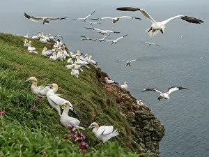 Suliformes Prints: Northern gannets (Morus bassanus) grass-gathering on cliff top