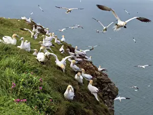 Suliformes Prints: Northern gannets (Morus bassanus) grass-gathering on cliff top