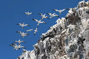 Low Angle View Prints: Northern gannets (Morus bassanus) hovering in strong wind at nesting colony