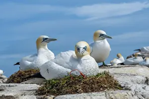 County Wexford Prints: Northern gannets (Morus bassanus) nesting