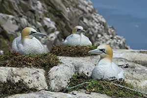 Sulidae Prints: Northern gannets (Morus bassanus) nesting