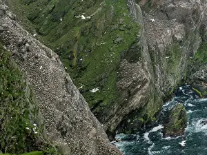 Elevated View Prints: Northern gannets (Morus bassanus) nesting colony