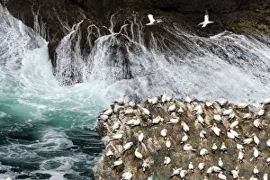 Cliff Top Prints: Northern gannets (Morus bassanus) nesting colony
