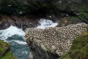 Elevated View Prints: Northern gannets (Morus bassanus) nesting colony