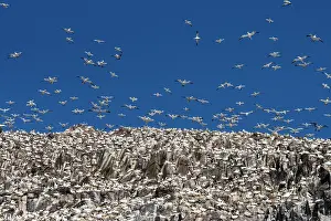 Suliformes Prints: Northern gannets (Morus bassanus) nesting colony at Bass Rock, Lothian, Scotland, UK. May