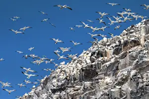 Suliformes Prints: Northern gannets (Morus bassanus) nesting colony at Bass Rock, Lothian, Scotland, UK. May