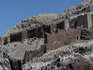 Suliformes Prints: Northern gannets (Morus bassanus) nesting colony on Bass Rock, Lothian, Scotland, UK. May