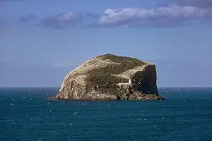 Suliformes Prints: Northern gannets (Morus bassanus) nesting colony on Bass Rock