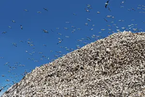 Suliformes Prints: Northern gannets (Morus bassanus) nesting colony at Bass Rock, Lothian, Scotland, UK. May
