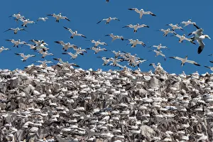 Suliformes Prints: Northern gannets (Morus bassanus) nesting colony in flight