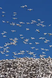 Suliformes Prints: Northern gannets (Morus bassanus) nesting colony in flight