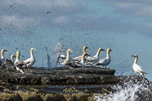 Shetland Prints: Northern gannets (Morus bassanus) nesting colony perched on rocks