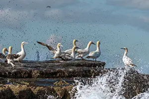 Shetland Prints: Northern gannets (Morus bassanus) nesting colony perched on rocks