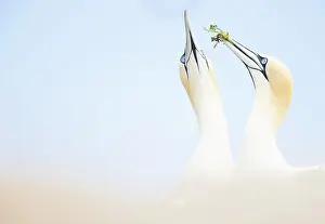 Northern gannets (Morus bassanus) pair, courtship display, head portrait, Great Saltee Island, Republic of Ireland. May