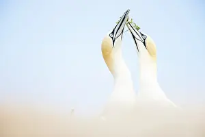 Head To Head Prints: Northern gannets (Morus bassanus) pair