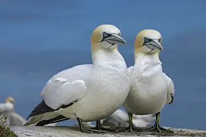Side By Side Prints: Northern gannets (Morus bassanus) pair