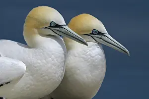 Side By Side Prints: Northern gannets (Morus bassanus) pair