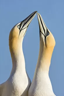 Northern gannets {Morus bassanus} pair in courtship display, Great Saltee, Co. Wexford