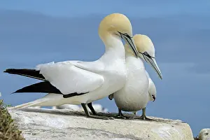 Sulidae Prints: Northern gannets (Morus bassanus) pair in courtship display