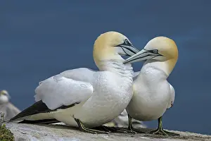 Sulidae Prints: Northern gannets (Morus bassanus) pair in courtship display