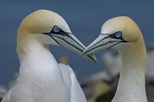Reproduction Prints: Northern gannets (Morus bassanus) pair in courtship display