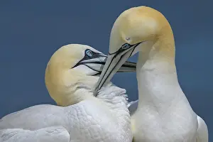 Reproduction Prints: Northern gannets (Morus bassanus) pair in courtship display