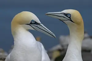 Reproduction Prints: Northern gannets (Morus bassanus) pair in courtship display